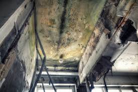 Best Post-Construction Mold Inspection  in Maurice, LA